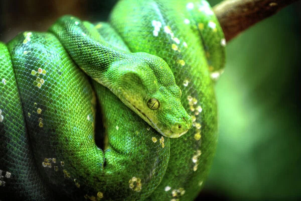 A Green Tree Python in Cairns, Far North Queensland, Australia