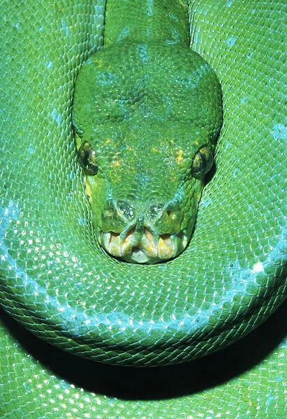 Green Tree Python (Morelia viridian)