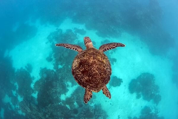 green turtle on blue