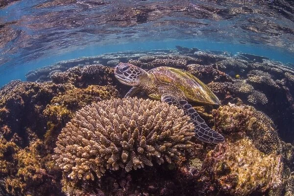 Green turtle behind coral close up