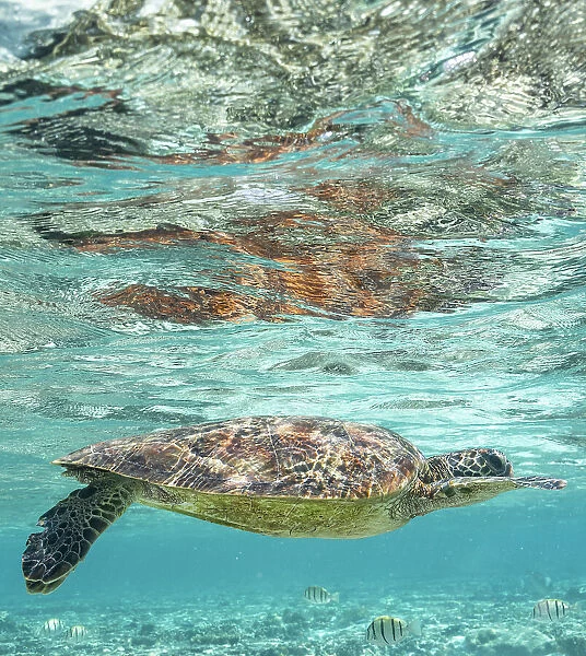 Green Turtle Swimming in Clear Blue Water