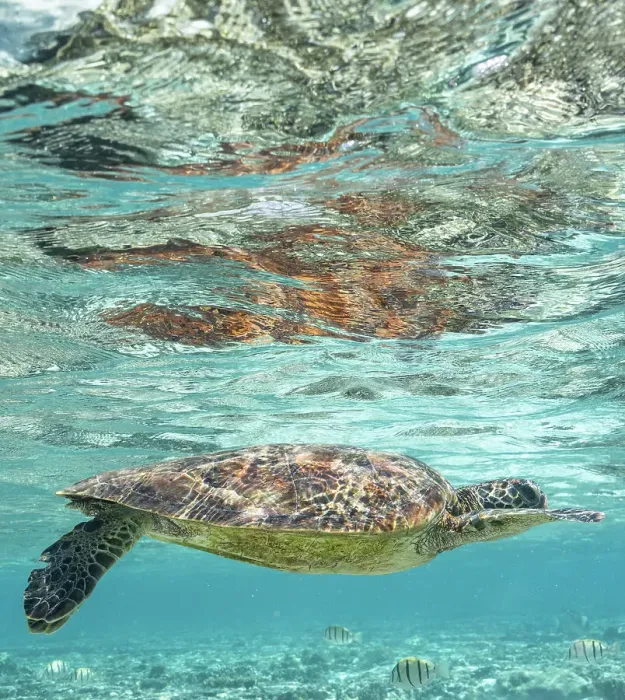 Framed Print : Green Turtle Swimming in Clear Blue Water