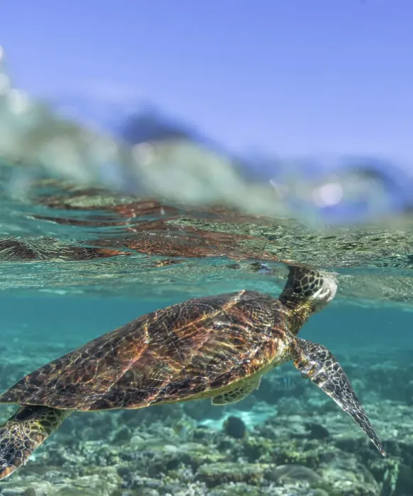 Framed Print : Green Turtle Swimming in Clear Blue Water