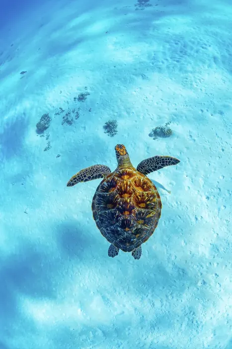 Framed Print : Green turtle in turquoise lagoon Framed Print : Green turtle in turquoise lagoon