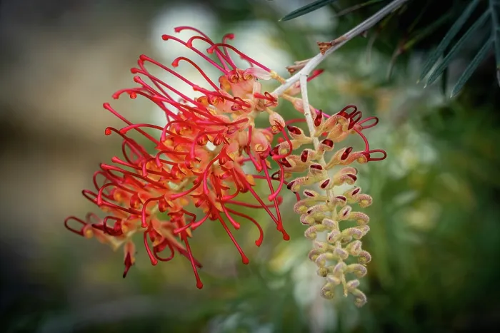 Framed Print : Grevillea flower Framed Print : Grevillea flower