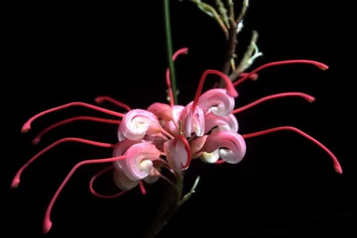 Framed Print : Grevillea rosmarinifolia
