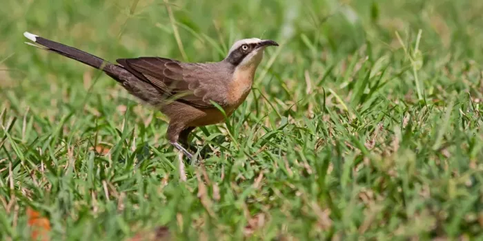 Framed Print : Grey crowned babbler