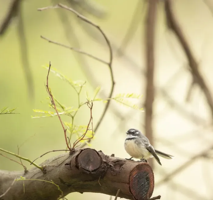 Framed Print : Grey Fantail Framed Print : Grey Fantail
