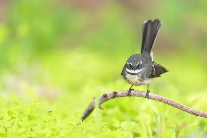 Framed Print : Grey Fantail