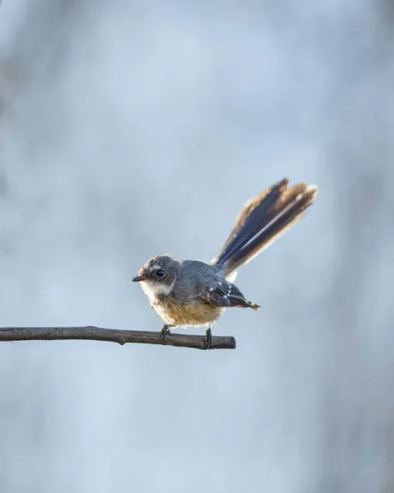 Framed Print : Grey Fantail on a branch Framed Print : Grey Fantail on a branch