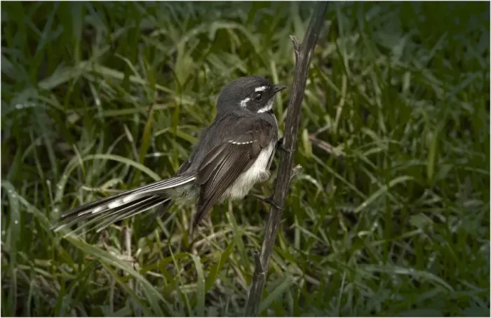 Framed Print : Grey Fantail, King Island Tasmania