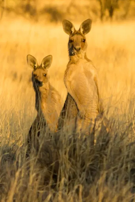 Framed Print : Grey Kangaroos Framed Print : Grey Kangaroos