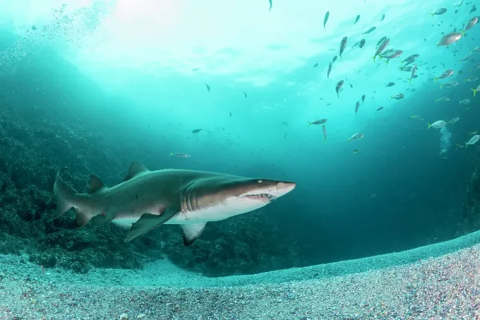 Framed Print : Grey nurse shark, outside the Fish Rock Cave dive site Framed Print : Grey nurse shark, outside the Fish Rock Cave dive site
