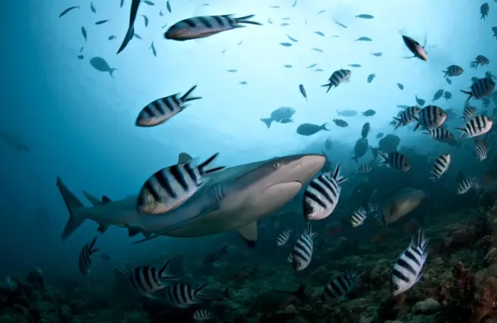 Framed Print : Grey Reef Shark with Damsel Fish