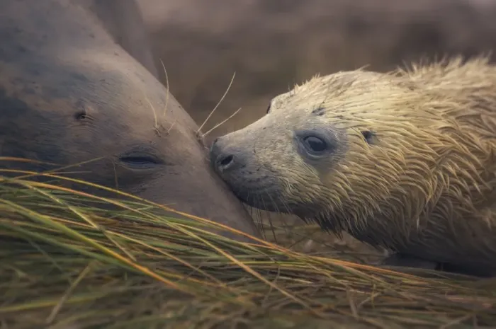 Framed Print : Grey seal mother and pup on beach at Donna Nook, UK