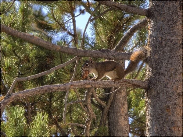 A Grey Squirrel feeding in the Branch of a Pine Tree, Grand Teton National Park, Wyoming, USA