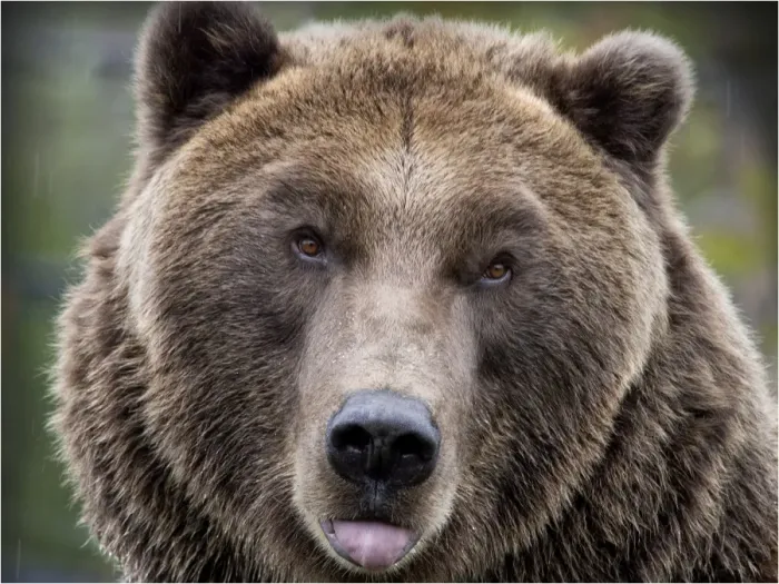 Framed Print : Grizzly bear