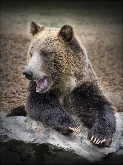 Framed Print : Grizzly bear