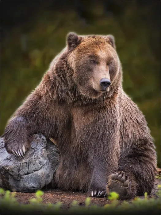 Framed Print : Grizzly bear