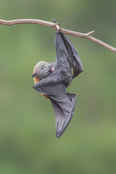 Grooming fruit bat in Melbourne, Australia