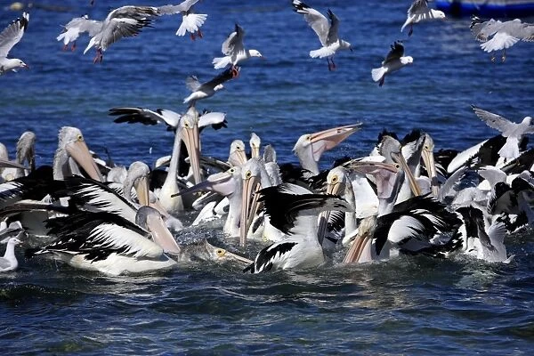 Group of adult Australian Pelicans hunting