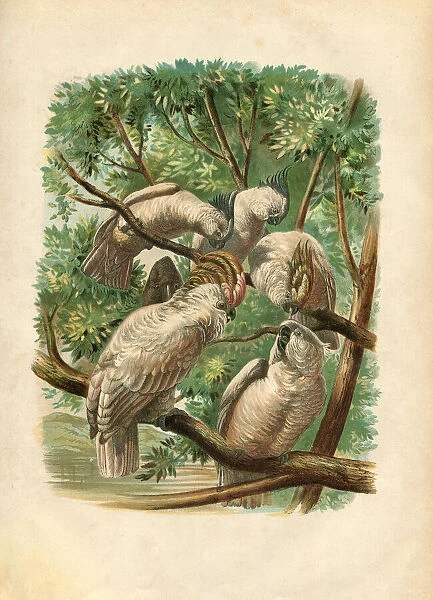 Group of cockatoos engraving colour 1880