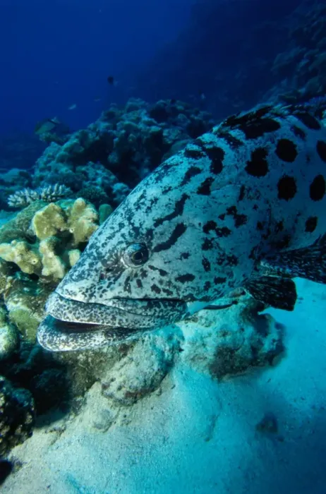 Framed Print : Grouper Close-Up