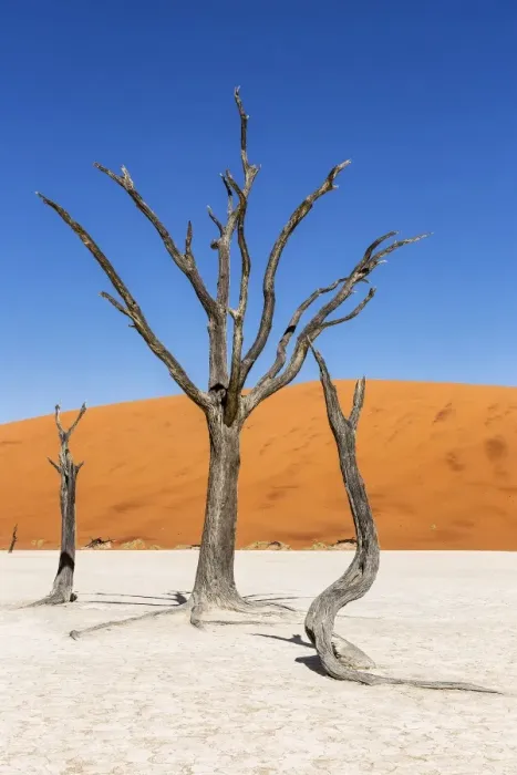 Framed Print : Guardians of Deadvlei