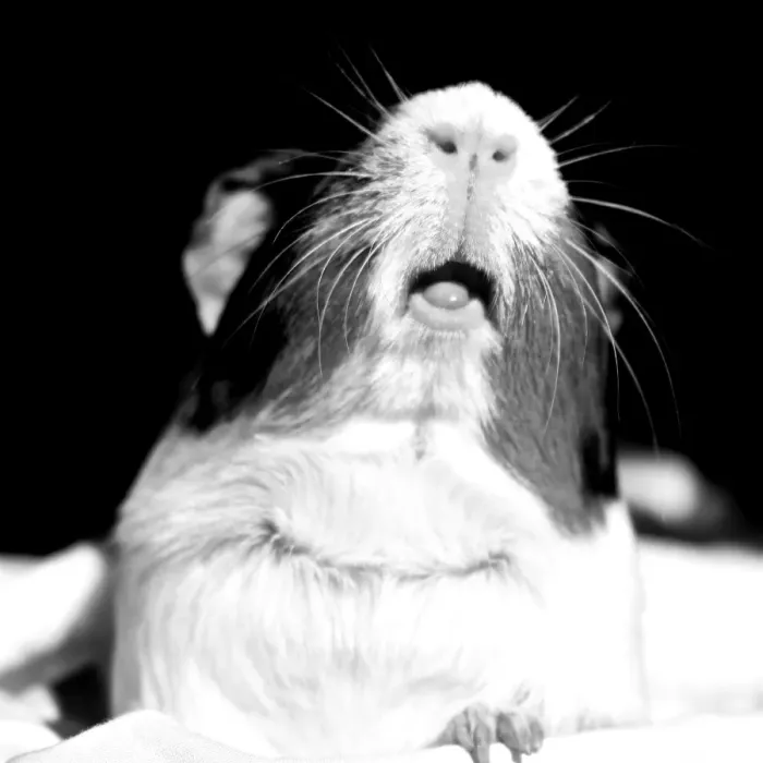 Framed Print : The guinea pig, also called the cavy or domestic guinea pig