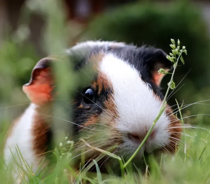 Framed Print : Guinea pig hiding amongst the grass