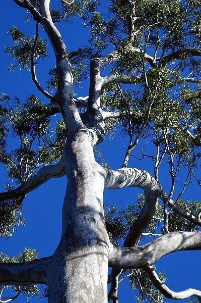 Gum tree. Large gum tree in Central Queensland