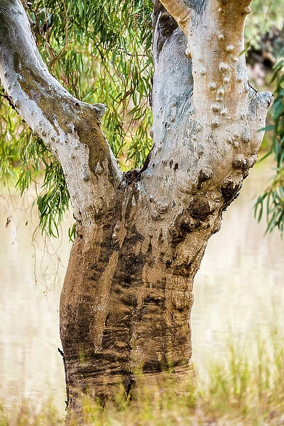 Gum Tree. Native Australian Gum Tree besides the Paroo River Qld