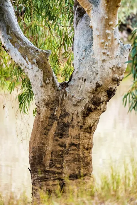 Framed Print : Gum Tree. Native Australian Gum Tree besides the Paroo River Qld