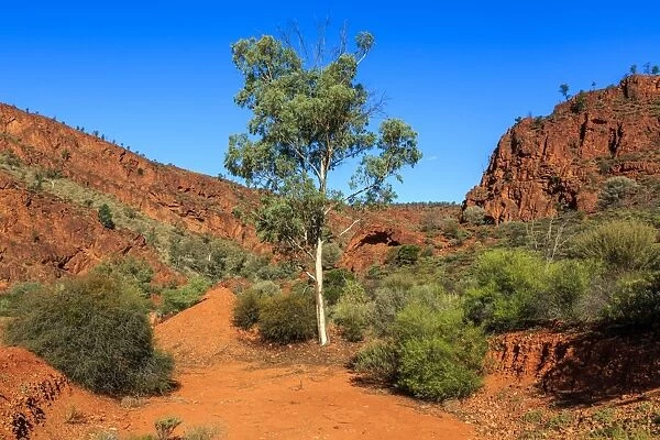 Gum tree in the Flinders Ranges. South Australia