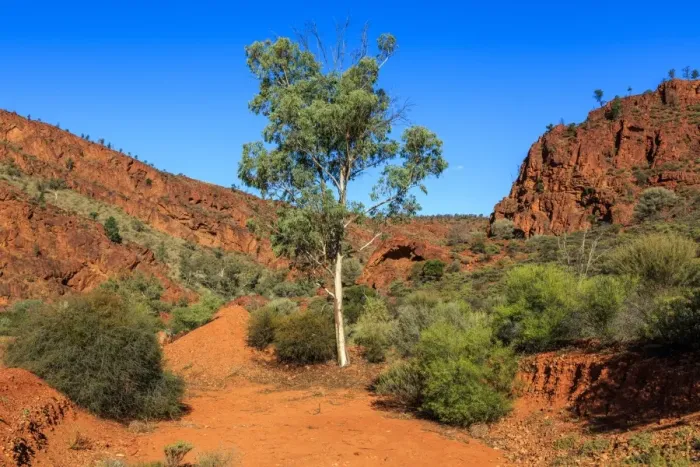 Framed Print : Gum tree in the Flinders Ranges. South Australia Framed Print : Gum tree in the Flinders Ranges. South Australia
