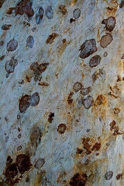 Gum Trunk. The trunk of a gum tree in the Pilbara region of Western australia