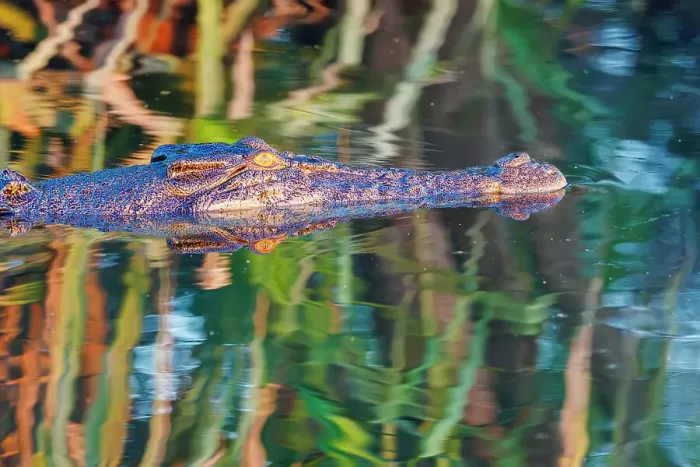 Framed Print : A half submerged saltwater crocodile, Crocodylus porosus stalks prey Framed Print : A half submerged saltwater crocodile, Crocodylus porosus stalks prey