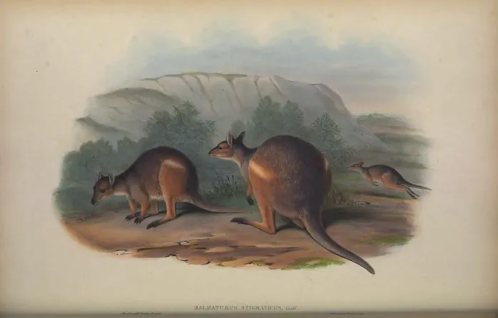 Framed Print : Halmaturus stigmaticus (Branded Wallaby) Framed Print : Halmaturus stigmaticus (Branded Wallaby)