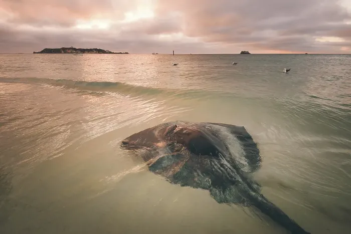 Framed Print : Hamelin Bay Sting Ray Sunset Framed Print : Hamelin Bay Sting Ray Sunset