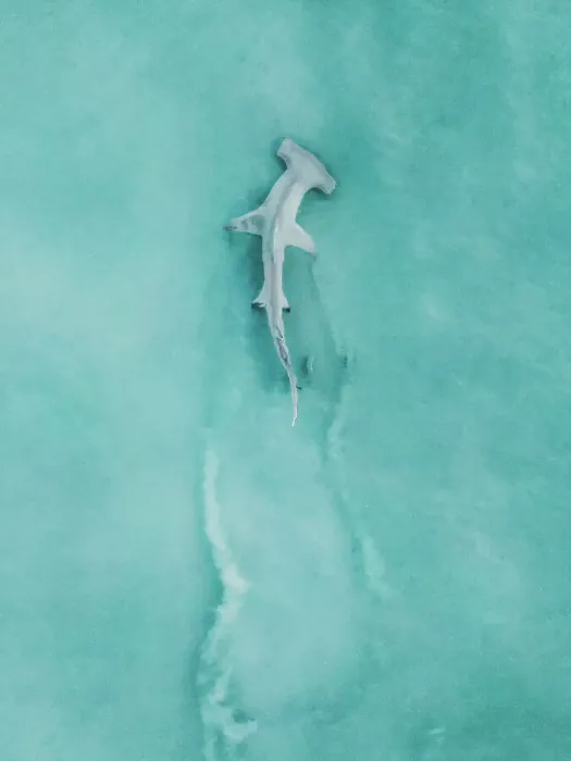 Framed Print : Hammerhead shark swimming in the Indian Ocean off Cable Beach photographed from a drone point of view, Broome, The Kimberley, Western Australia, Australia