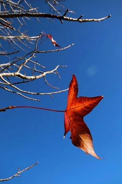 Hang on. A maple leaf hanging on as long as possible