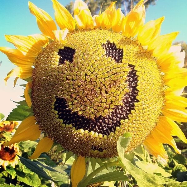 Happy Face Sunflower