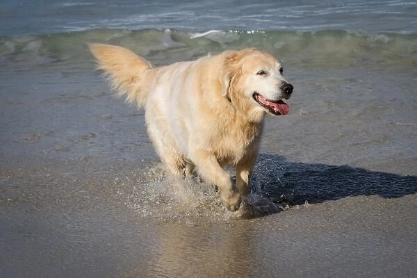 Happy golden retriever at the beach