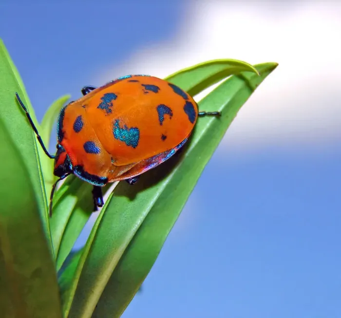 Framed Print : Harlequin Bug on a leaf with the sky in the backgr