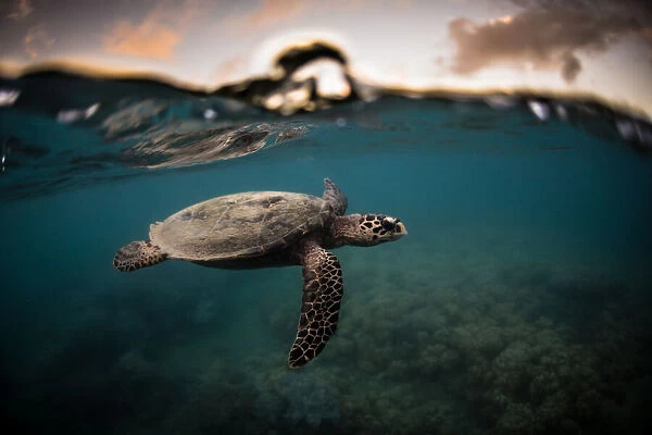 A hawksbill sea turtle at sunset