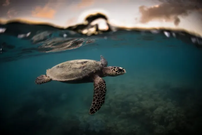 Framed Print : A hawksbill sea turtle at sunset