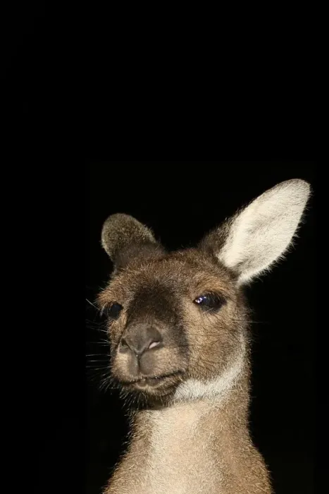 Framed Print : head, kangaroo, Nicola Morgan, night, roo Framed Print : head, kangaroo, Nicola Morgan, night, roo