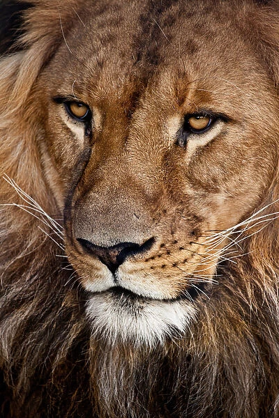 Lion. Head of lion
