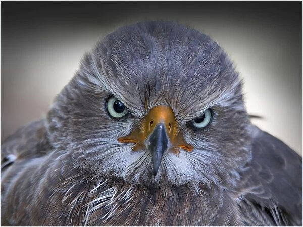 Head portrait of a Hawke, a bird of prey