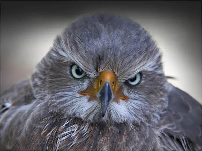 Framed Print : Head portrait of a Hawke, a bird of prey